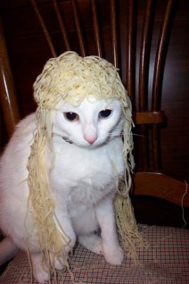 Cat with Spaghetti Hair